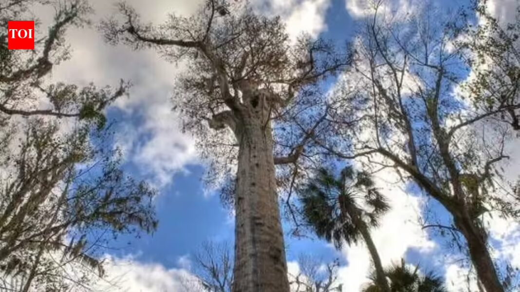 Scientists finally uncover what’s hidden beneath the world’s oldest tree, and it’s alive |