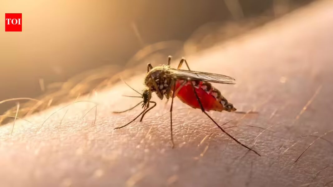 Mosquitoes can’t stop biting you: The shocking reason scientists say you’re their favourite |