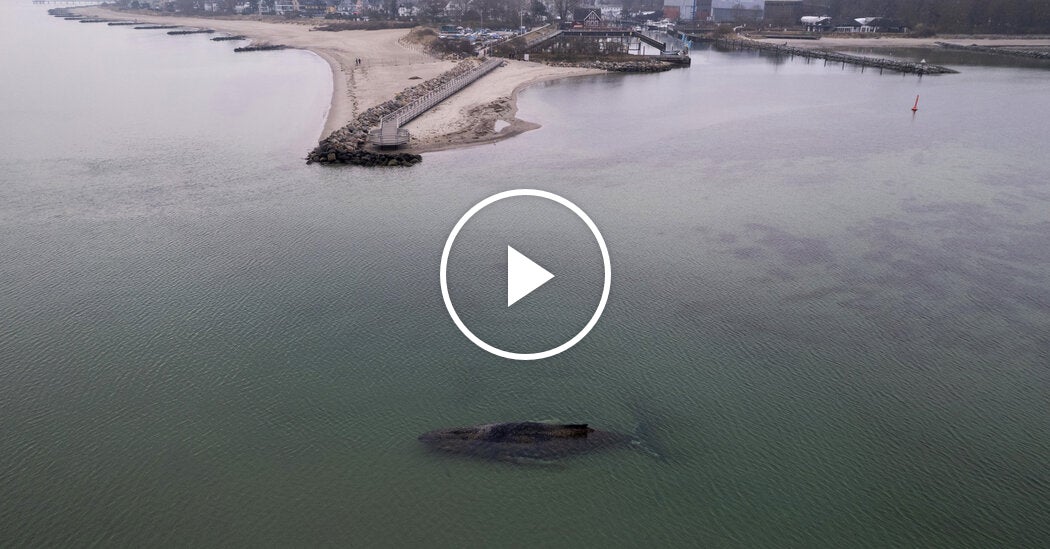 Rescuers Race to Save Whale Stranded Off German Coast