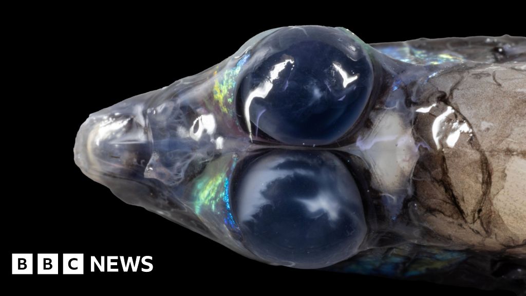 Spectacular images reveal unique sea creatures and corals off Caribbean islands