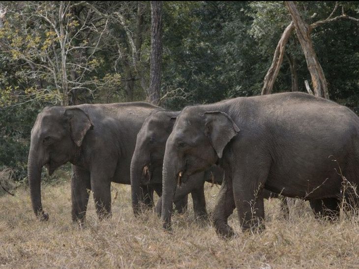 चाईबासा में हाथी के हमले से एक ग्रामीण की मौत:पंडाबिला गांव के एक घर में घुसकर किया हमला, कई मकान क्षतिग्रस्त