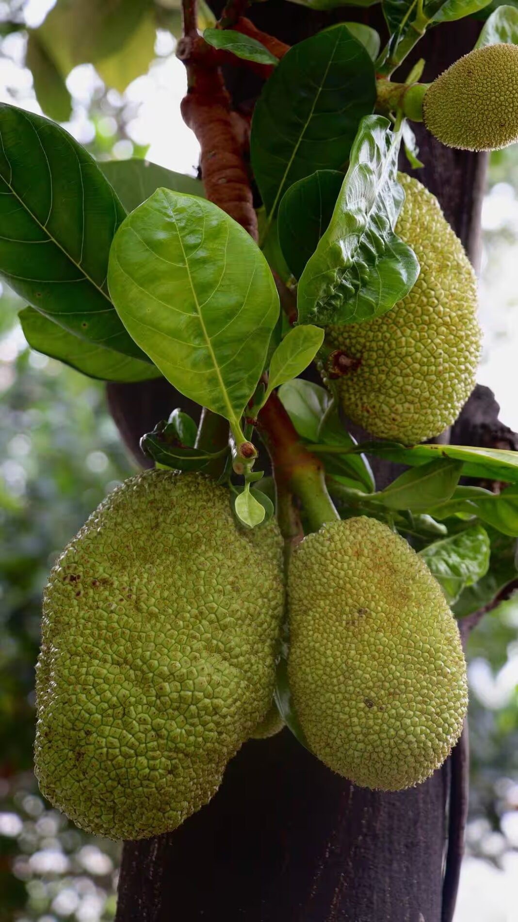 कटहल का अचार कैसे बनाते हैं