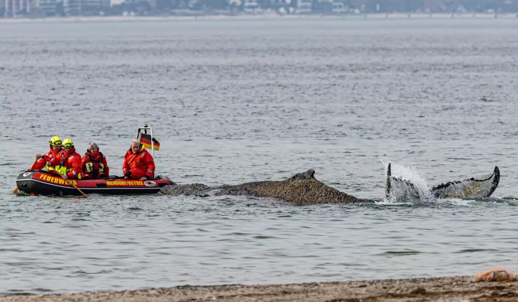Germany Whale Rescue 67772 c0 195 4675 2922 s1200x700.jpg