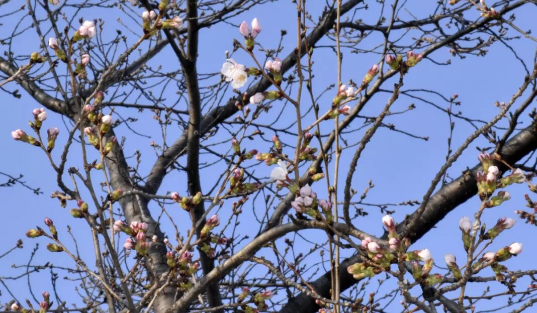 Japan’s cherry blossom season begins with first flowering confirmed in three cities