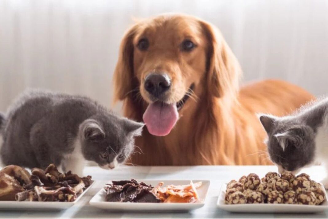 How Is Reliance Consumer Products Working to Capture India’s $25 Billion Pet Care Market?
