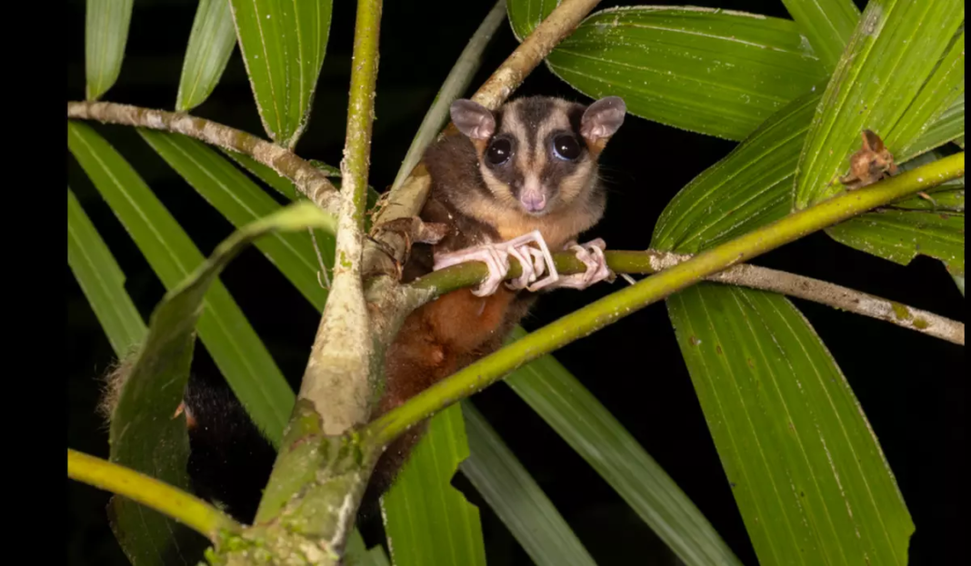 Animal pic c107 0 1545 839 s1200x700.png