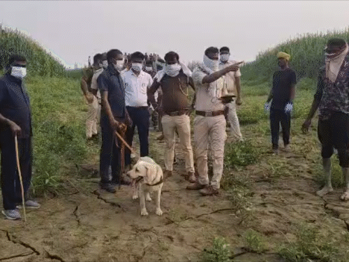 भागलपुर में 5 टुकड़ों में मिली युवक की लाश:धारदार हथियार से काटकर खेत में फेंका, सिर लेकर भागे बदमाश; मृतक की पहचान नहीं