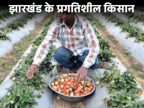 कटकमदाग के किसान संजीत प्रजापति की कहानी:मल्चिंग तकनीक के साथ मिश्रित खेती का किया प्रयोग, लागत घटा, मुनाफा बढ़ा‎