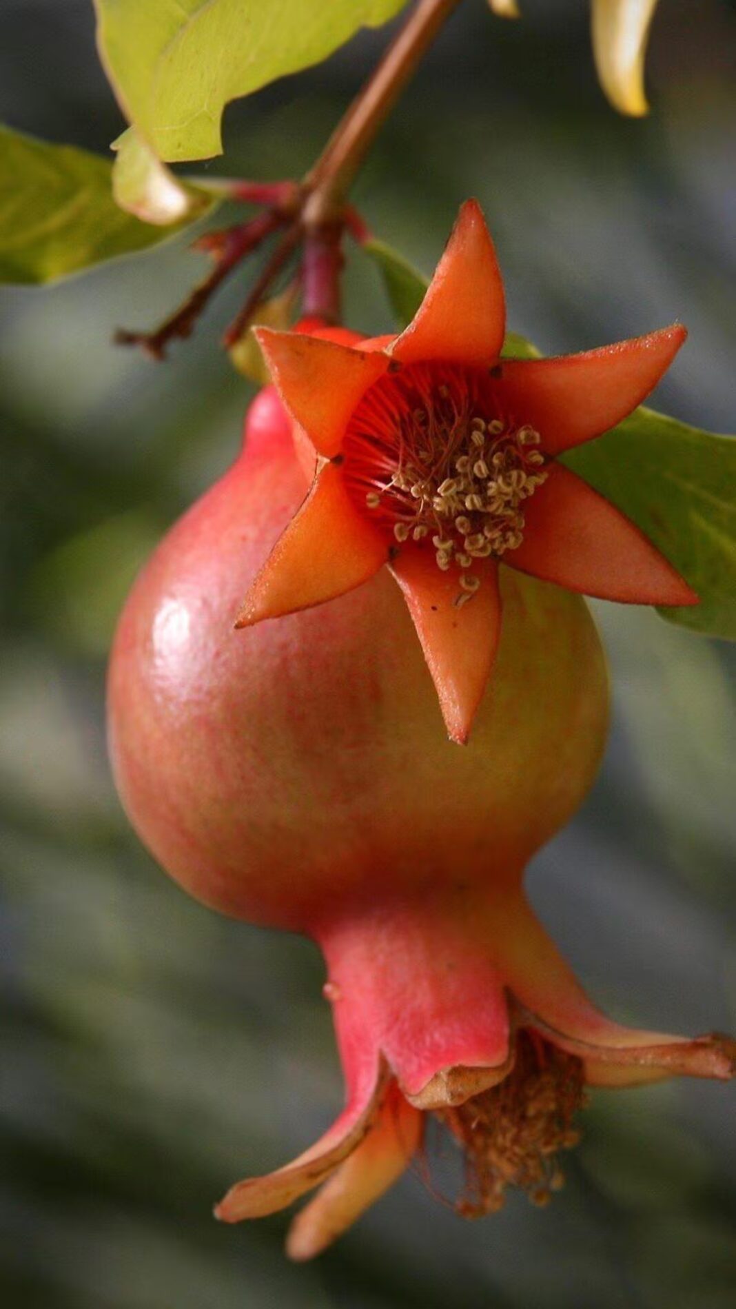 घर में अनारदाना का अचार कैसे बनाते हैं