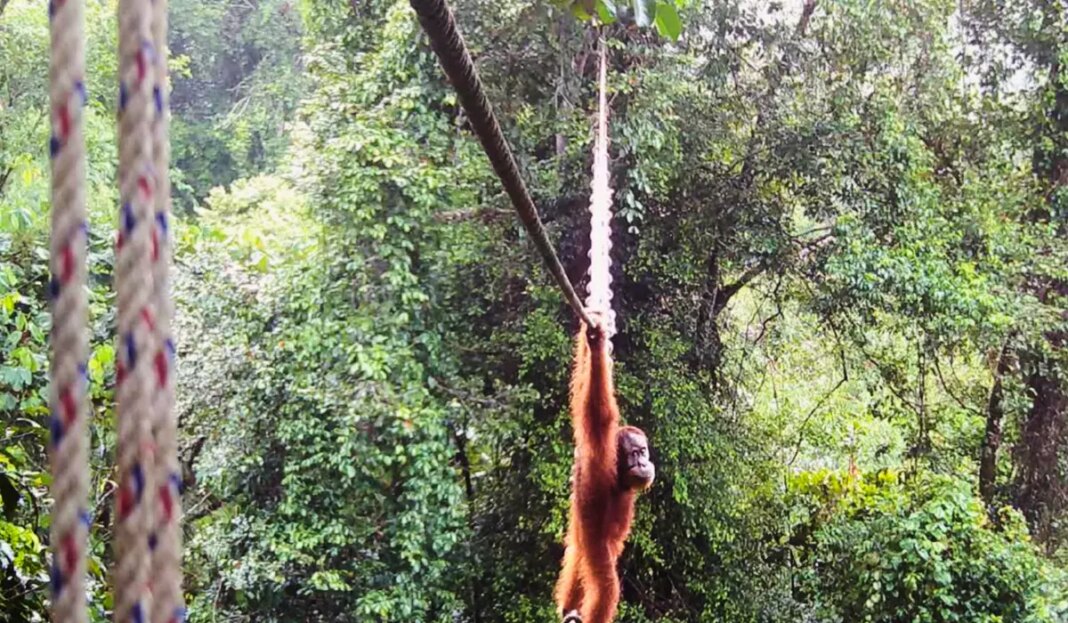 Indonesia Orangutans 8 26 c0 62 1477 923 s1200x700.jpg