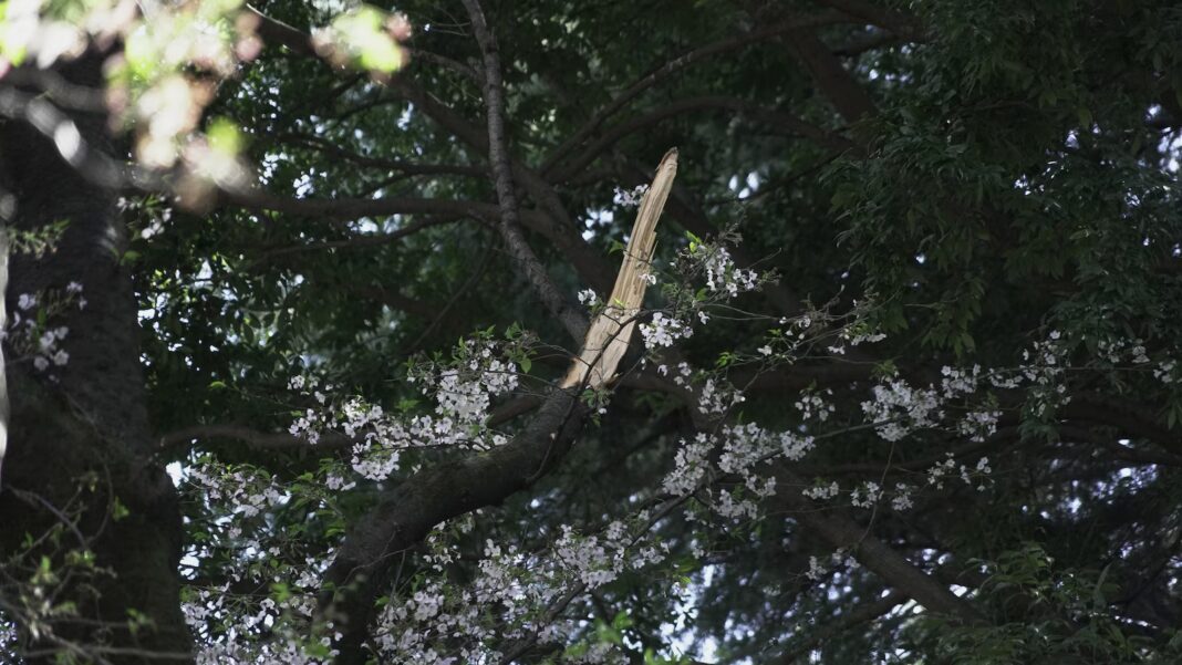 Collapse of Tokyo’s aging cherry blossom trees raises safety concerns Wirestory 8214651be7d0f5a42748008bbb55f7fa 16x9.jpg