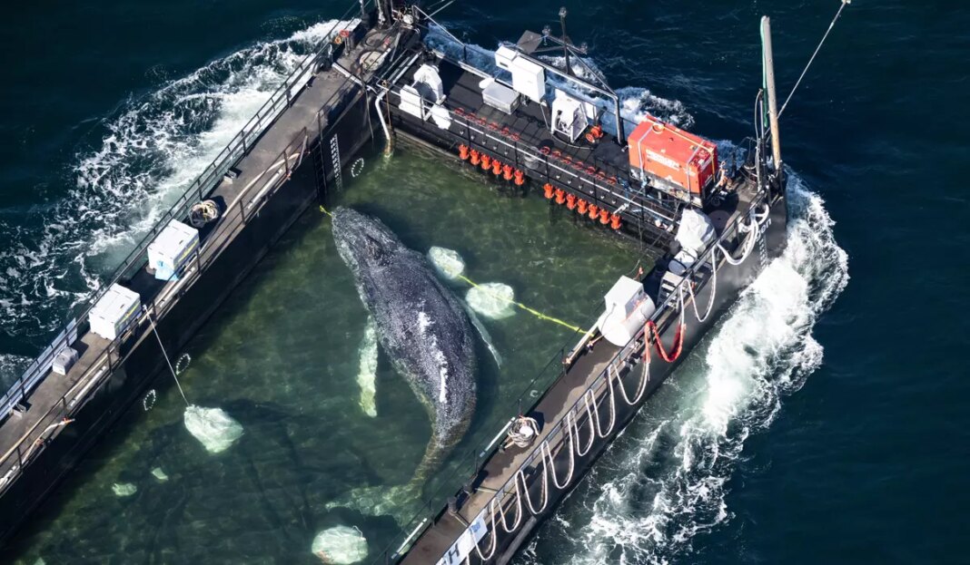 APTOPIX Germany Whale Rescue 44 64 c0 264 6347 3966 s1200x700.jpg