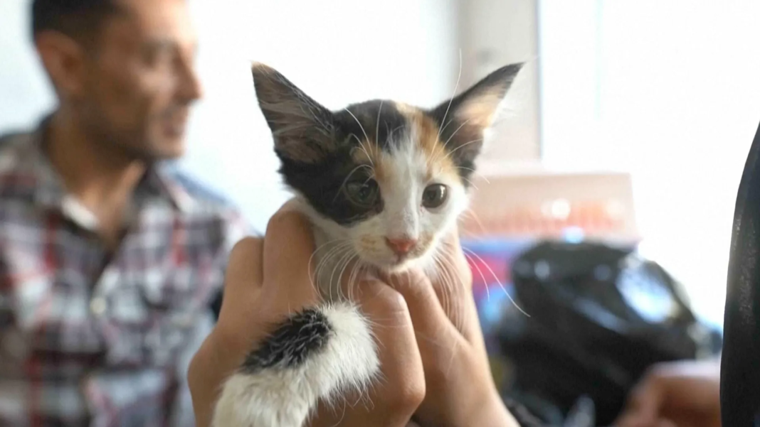GAZA PET WIDE THUMB 1781370579.png