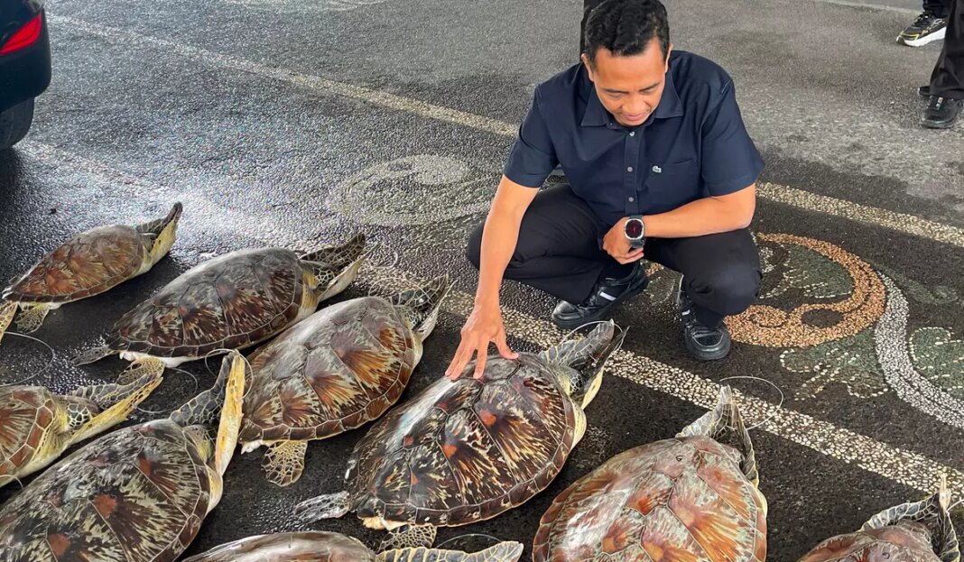 Indonesia Animal Trafficking 96368 c0 155 3722 2326 s1200x700.jpg