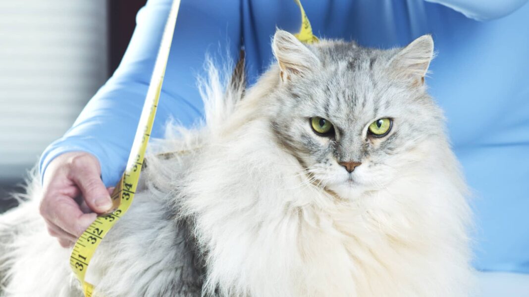 Ozempic for cats? GLP-1 weight-loss drugs are coming for your fat pet