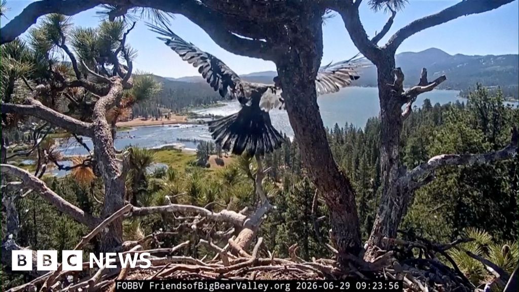 Livestream captures young bald eagle taking first flight in California