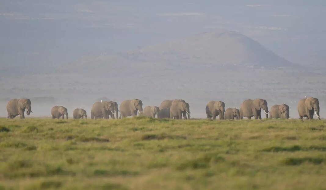 Kenya Elephants 732 3 c0 277 6659 4161 s1200x700.jpg