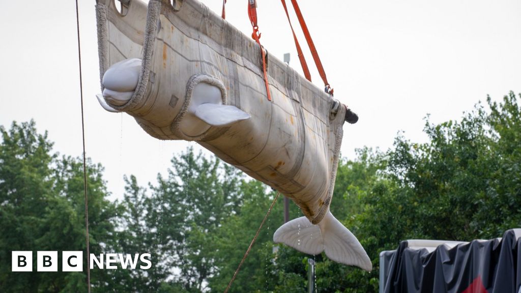 Beluga whales from closed Canada park arrive in new US homes