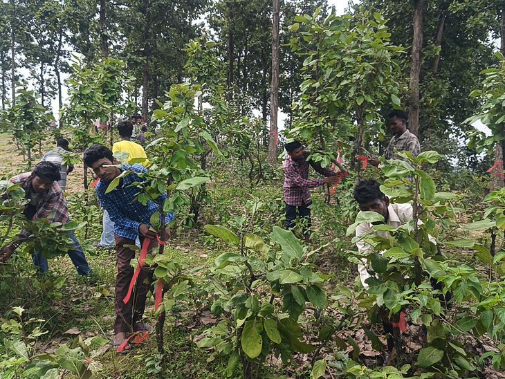 Gumla PCCF Sanjeev Kumar Launches Tree Protection Campaign