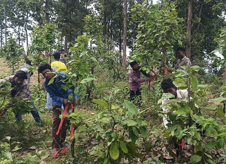 पेड़ बचाओ अभियान शुरू, एक माह में तीन लाख पेड़ों को राखी बांधने का लक्ष्य