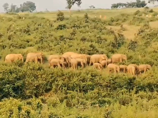 बगोदर में 15 दिनों से हाथियों का आतंक:खेतों में खड़ी फसलें रौंदकर कर रहे बर्बाद, घर क्षतिग्रस्त कर रहे, ग्रामीणों में भय