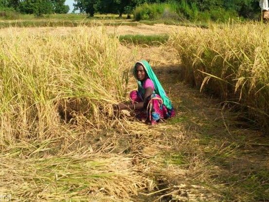 धान की कटाई से पहले किसानों को विभाग की सलाह:80-85% बालियां सुनहरी होने पर ही काटें फसल