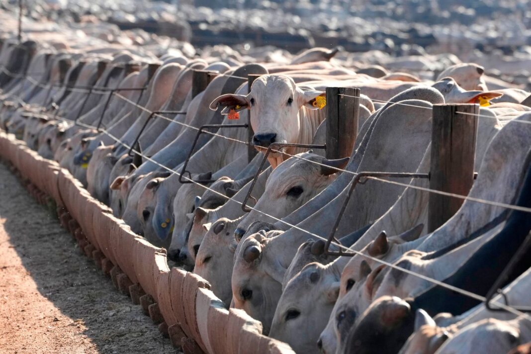 Brazil Beef 981 1 s1440x960.jpg