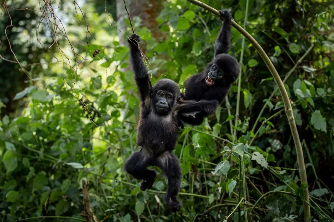 Uganda World Gorilla Day 84629 s1440x960.jpg