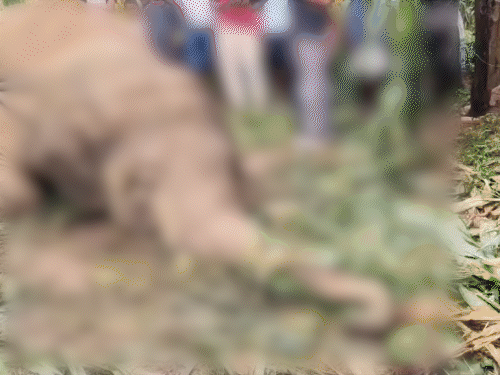 फसल बचाने के लिए लगाया करंट वाला तार:लातेहार में चपेट में आने से जंगली हाथी मरा, 5 दिन पहले फसल-घर को पहुंचाया था नुकसान