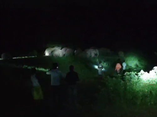 धनबाद के बरवाअड्डा पहुंचा 35 हाथियों का झुंड:फसलों को रौंदा, घर तोड़ा; ग्रामीणों ने मशाल-ढोल बजाकर खदेड़ा, जिले में 3 दल सक्रिय