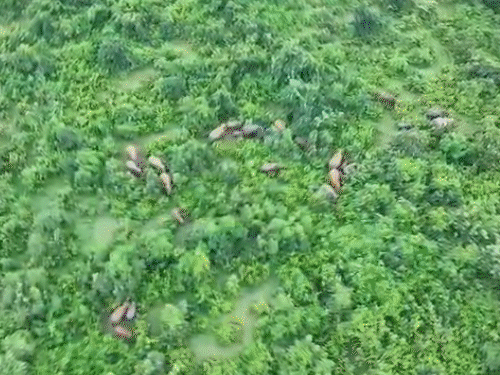 गिरिडीह वन क्षेत्र से 30 हाथियों का झुंड निकला:सात दिन चला ऑपरेशन, QRT की निगरानी से टला बड़ा खतरा, ग्रामीणों ने ली राहत की सांस