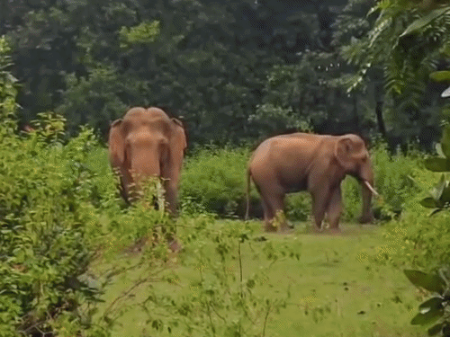 गुमला में हाथियों ने मचाई तबाही, एक बुजुर्ग को कुचला:भरनो, डुमरी और कामडरा में घरों-फसलों को नुकसान; ग्रामीण दहशत में
