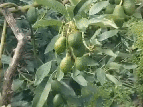 बिहार में गंगा किनारे अब होगी एवाकाडो की खेती:समस्तीपुर की एग्रीकल्चर यूनिवर्सिटी के वैज्ञानिकों डेवलप की टेक्निक, VC बोले- किसानों की आर्थिक आय मजबूत होगी