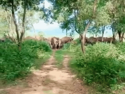 डुमरी में 25 हाथियों का झुंड पहुंचा, ग्रामीणों में दहशत:वन विभाग ने की शाम के बाद घर से बाहर ना निकलने की अपील, एलिफेंट ड्राइव टीम रख रही नजर