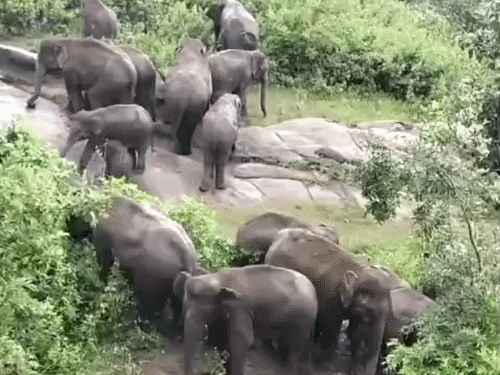 गुमला के पालकोट में 17 जंगली हाथियों का झुंड पहुंचा:वन विभाग ने ग्रामीणों को किया अलर्ट, फसलों और घरों को नुकसान की आशंका