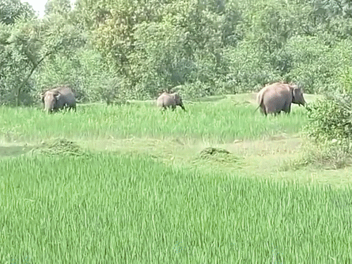 धनबाद में हाथियों ने पारा शिक्षक को कुचला, मौत:दो महीने से घूम रहा झुंड; वन विभाग पर लापरवाही का आरोप, ग्रामीण मुआवजे पर अड़े