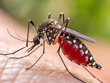 पटना में डेंगू से पहली संदिग्ध मौत:कुर्जी अस्पताल में लोयला स्कूल कर्मचारी ने तोड़ा दम, 5 दिन से था तेज बुखार