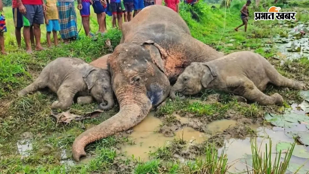 2 शावकों समेत 3 हाथियों की मौत, बिजली के तार से करंट लगने की आशंका
