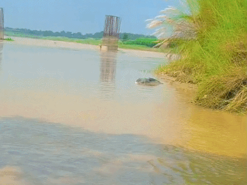 समस्तीपुर में करेह नदी में मिला युवक का शव:घिवाही घाट पर स्नान करने गए लोगों ने देखा, 2 दिन पहले हुआ था लापता