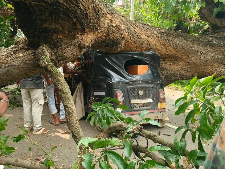 जमुई में ऑटो पर गिरा आम का पेड़, ड्राइवर फंसा:2 घंटे बाद 3 JCB की मदद से निकाला गया, आरी मशीन से पेड़ को काटा; 2 घायल