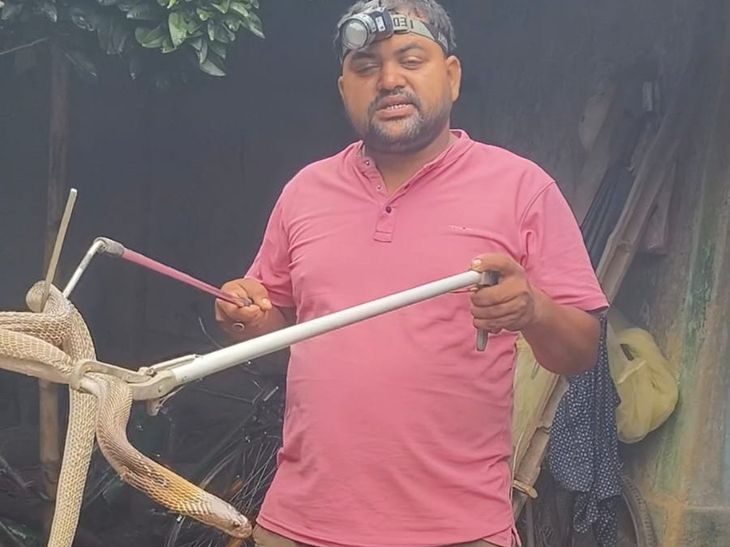 घर में बक्सा खोला तो फन फैलाकर बैठा था कोबरा:पाकुड़ के चांदपुर गांव में सर्पमित्र ने 4.5 फीट लंबे सांप को रेस्क्यू कर जंगल में छोड़ा