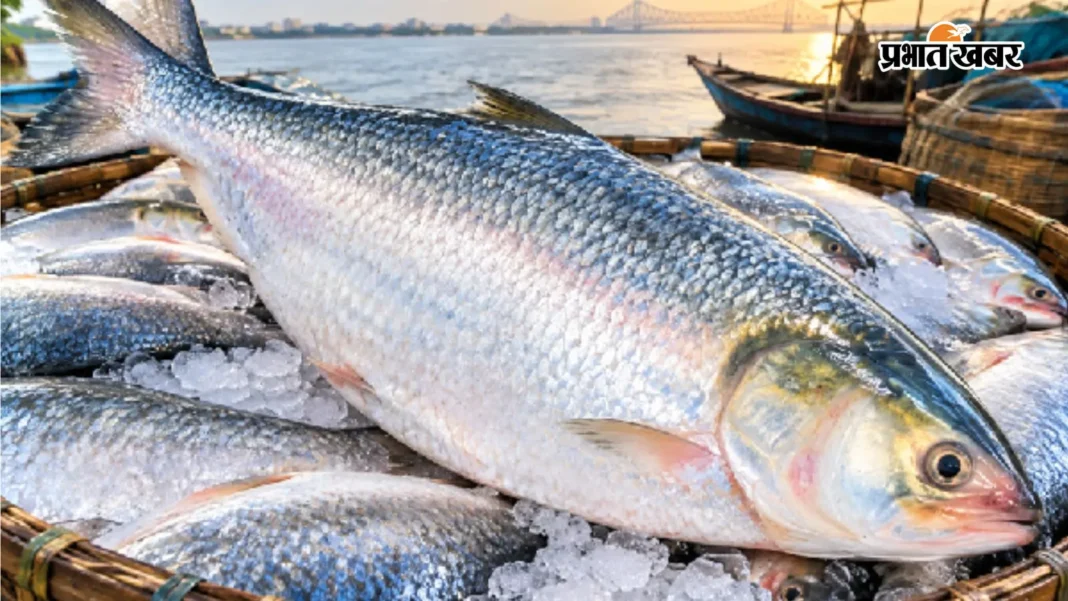 Bengal Hilsa Crisis: दुर्गा पूजा की थाली से गायब रहेगी पद्मा की हिलसा? जानिए क्या है मुख्य वजह