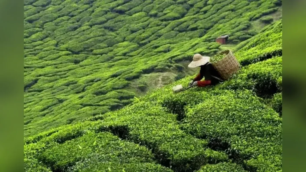 चाय बागान के श्रमिकों के लिए गुड न्यूज: 5 अक्तूबर तक मिलेगा बोनस, अगले माह खुलेंगे 21 बंद बागान