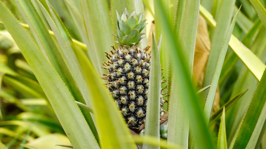 Can pineapples thrive in Africa’s Sahel? A Burkina Faso farmer says the answer is yes