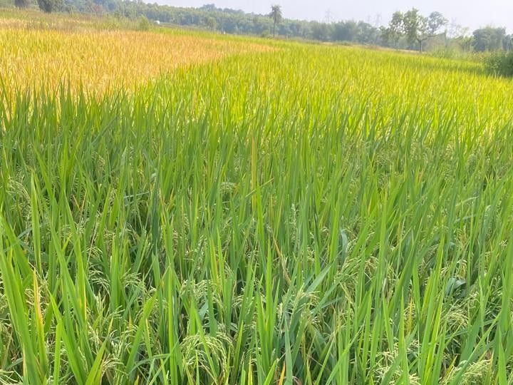 चक्रवाती तूफान का खेत में खड़ी फसल पर भी खतरा:झारखंड में तेज बारिश की आशंका, धान और आलू की फसल को नुकसान की आशंका