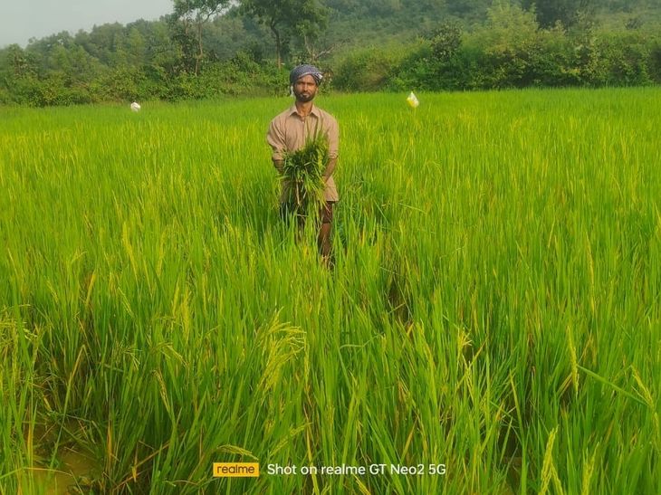 कोडरमा में हाथियों ने रौंदी धान की फसल:पपलो गांव में दो दर्जन से ज्यादा हाथियों के झुंड ने मचाया उत्पात, किसानों में दहशत