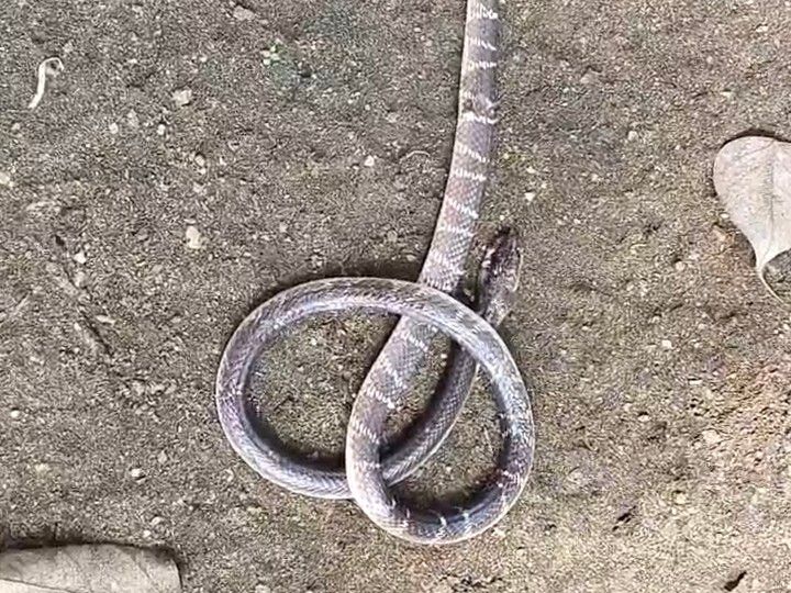 चतरा में सर्पदंश से पति की मौत:करैत ने गर्दन पर काटा था, कुछ साल पहले सांप के काटने से ही पत्नी ने भी तोड़ा था दम