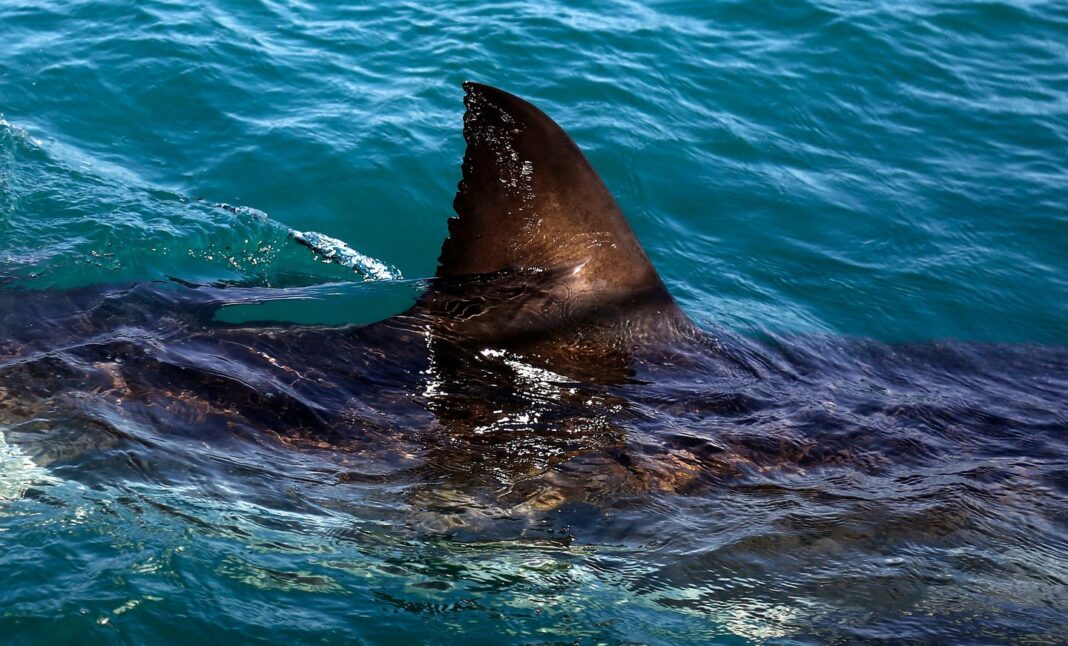 South Africa Shark Attack 32356 s1440x871.jpg