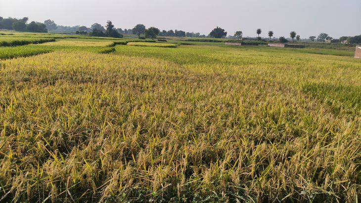 … Paddy production is expected to decline by 5,826 tonnes compared to last year.