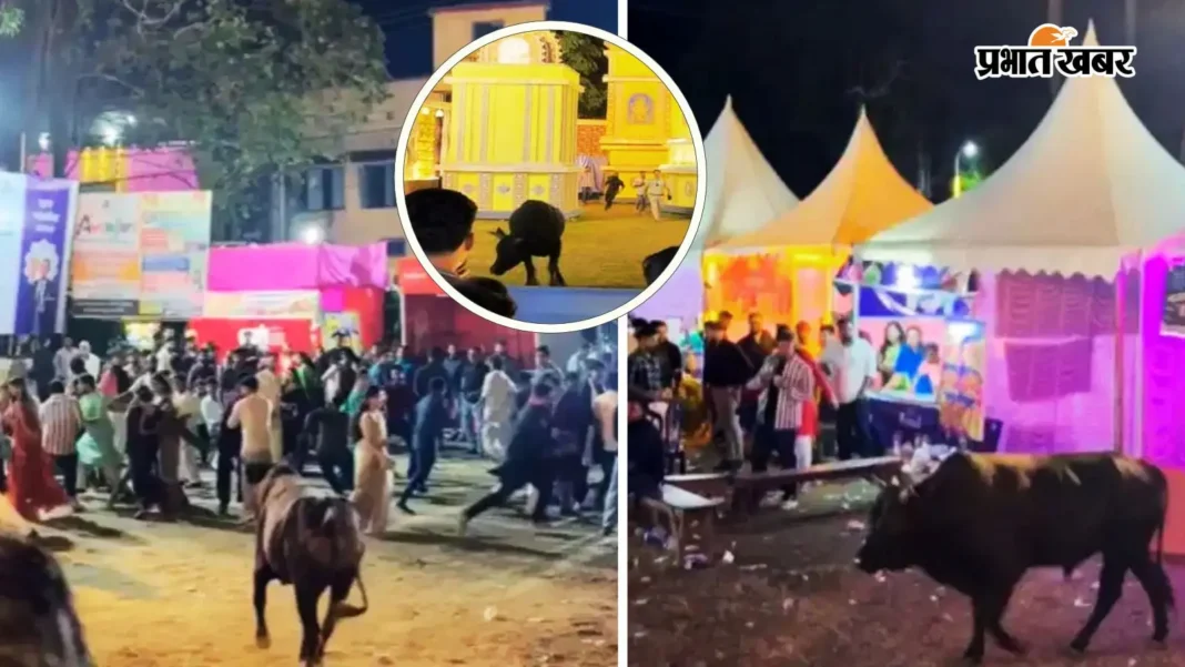 उत्तर बंगाल : बालूरघाट के दुर्गा पूजा पंडाल में घुसा सांड, मची भगदड़